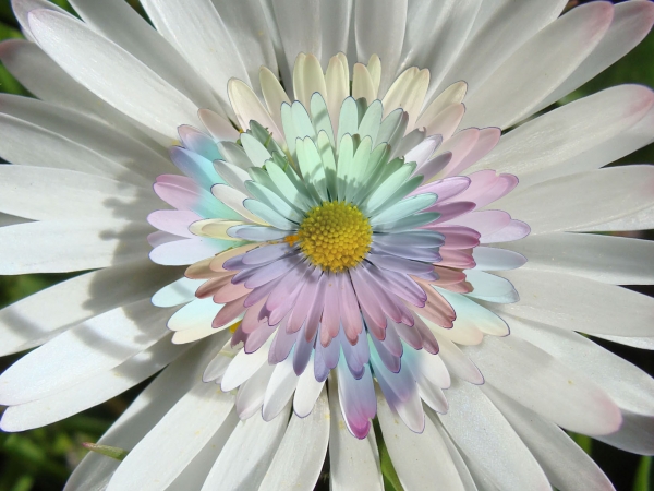 Creation of Daisy daisy: Step 4